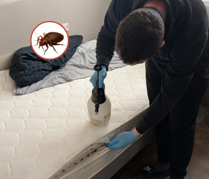Technicien traitant un matelas contre les punaises de lit à Saint-Gervais